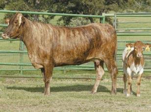What a deal on this pair - we have a Real Deal daughter bred back to Real Deal making this heifer calf double bred and she sells AI d to Mossy Oak and exposed to Here s