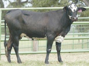 Sells exposed to Here s Your Sign, T-18, LH 124 and Night 23 Mr Juicey TBB DK 441 Reg #: 10021863 Pair Calved: 1/1/04 Calf: Heifer, ID: 6453, Reg #: