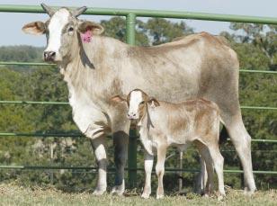 Juicy bloodline with a heifer calf at side out of Bone Collector, making this pair deep Kish and Plummer bloodlines.