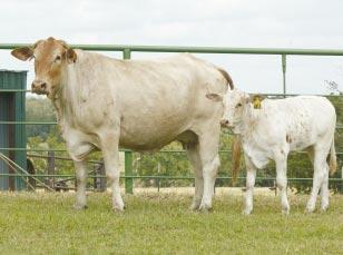 She sells exposed to Here s Your Sign, T-18, LH124 and Night 27 TBB AS 16 Reg #: 10016512 Pair Calved: 1/1/96 Calf: