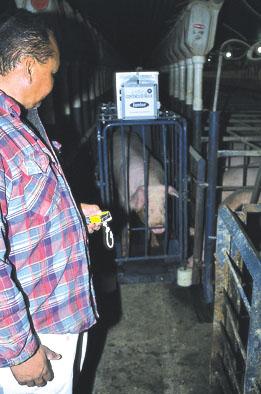 moving sows Always use appropriate handling equipment Utilize the