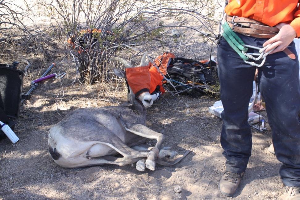 Monitor disease occurrence within the Kofa bighorn sheep population. Blood drawn whenever sheep are handled.
