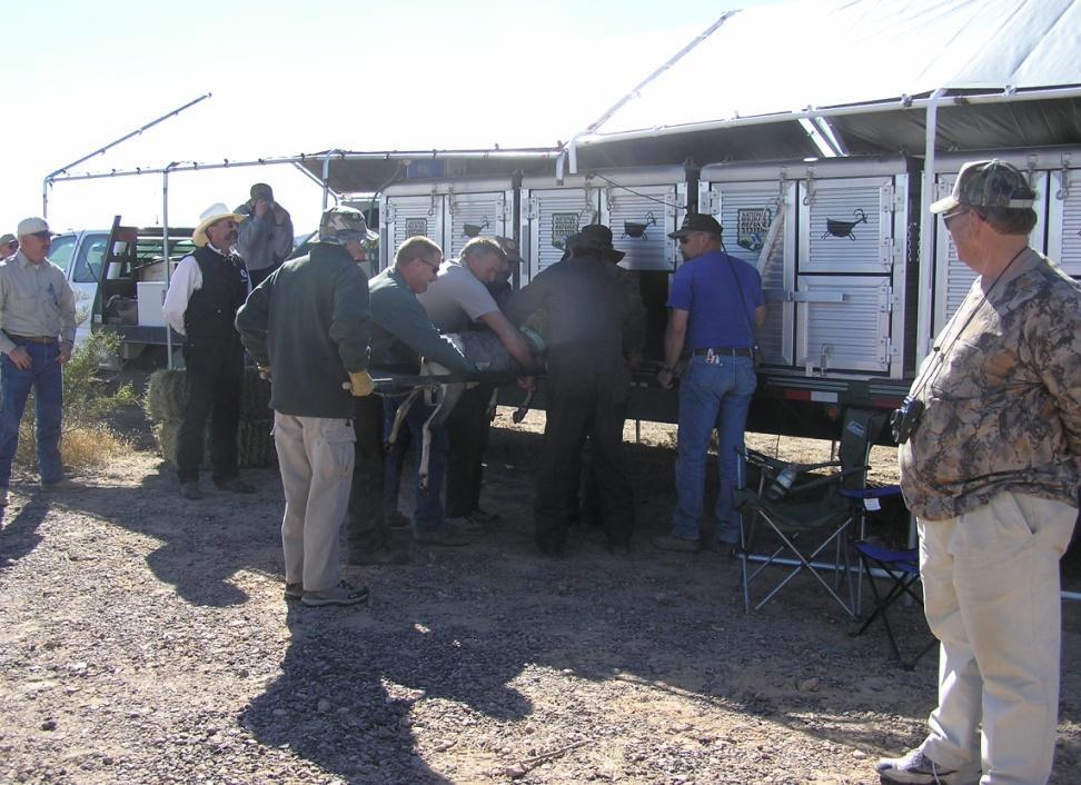 Continue management of the Kofa NWR bighorn population as a transplant source herd.