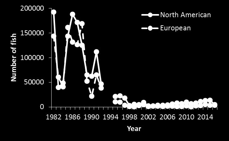 Number of North American and European Atlantic salmon caught at