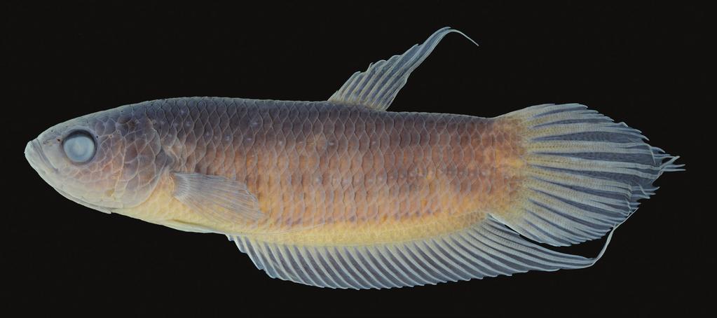 Tan & Ahmad: New species of black water fighting fish Table 1. Meristic and morphometric data of Betta omega, new species (data from holotype and 4 paratypes).