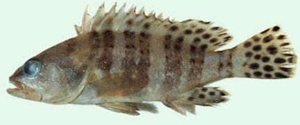 Epinephelus sexfasciatus / Sixbar grouper / Kerapu www.eol.