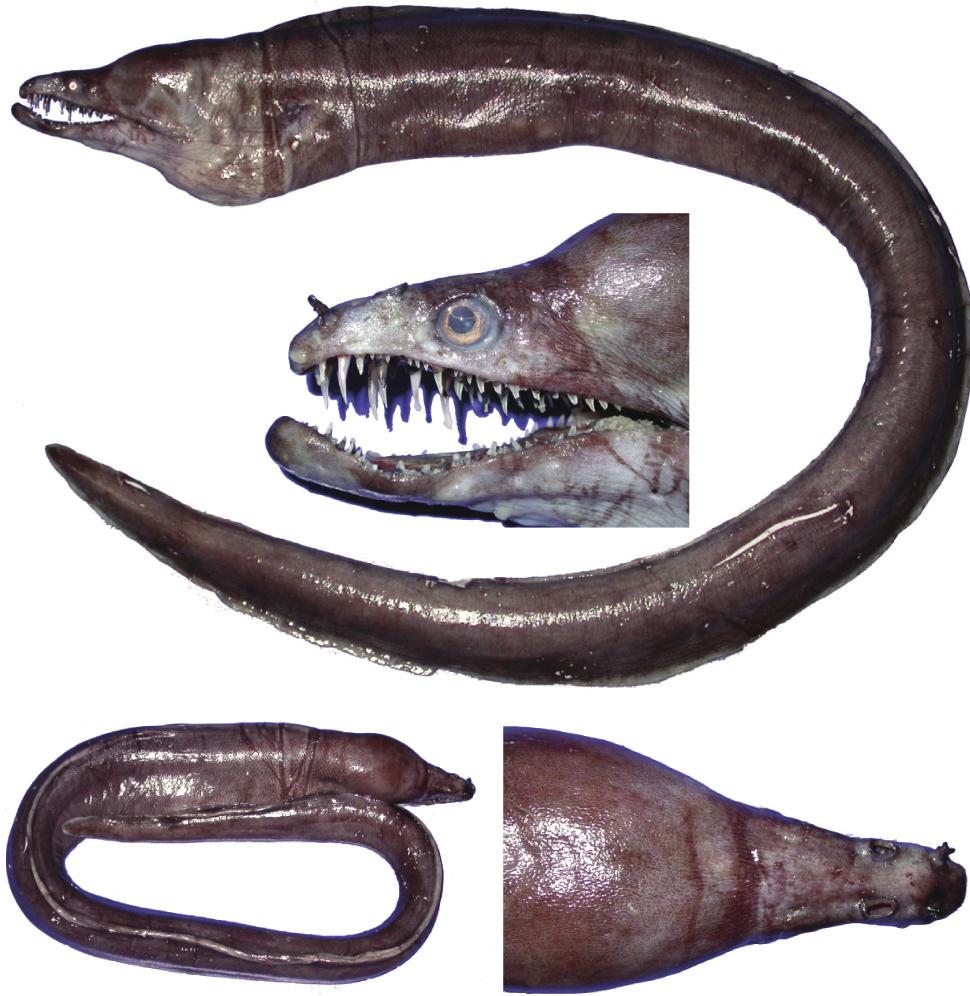 K.-H. Loh et al.: Three Firstly Recorded Species of Moray Eels from Taiwan a a b 211 c b c Fig. 1.