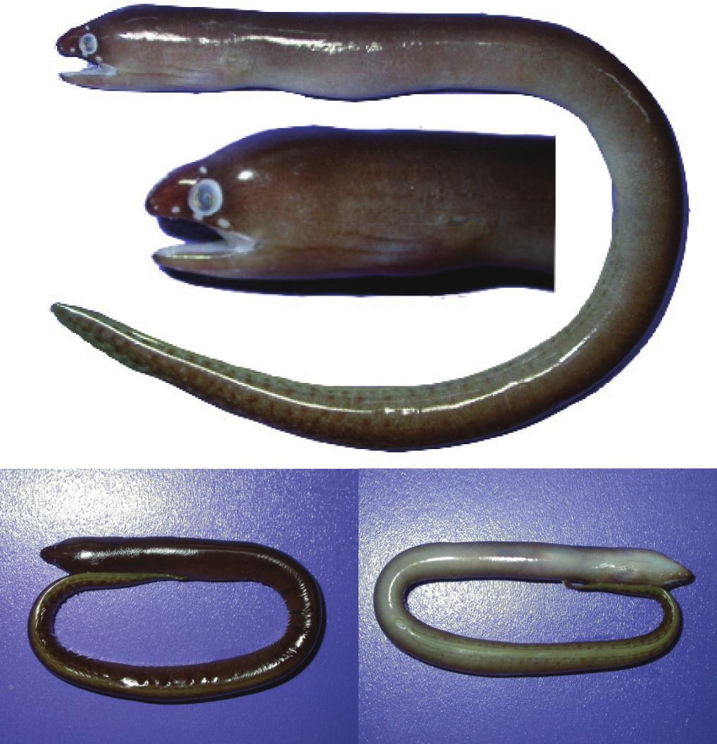 K.-H. Loh et al.: Three Firstly Recorded Species of Moray Eels from Taiwan 213 0.42), all presented as proportions in HL.