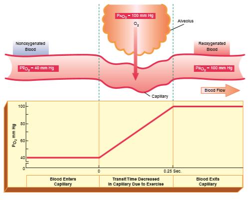 If blood flow increases, such as during heavy exercise, capillary transit time can decrease to