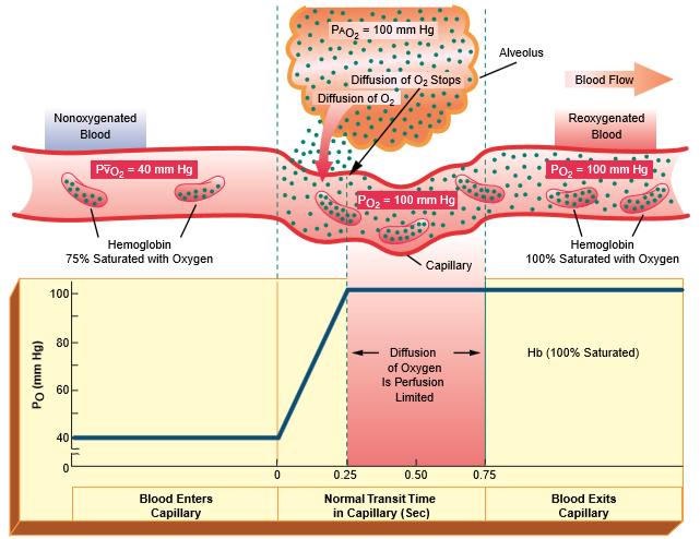 Under normal resting conditions, the diffusion of oxygen across the alveolar-capillary membrane stops when blood is about onethird of the way through the capillary.