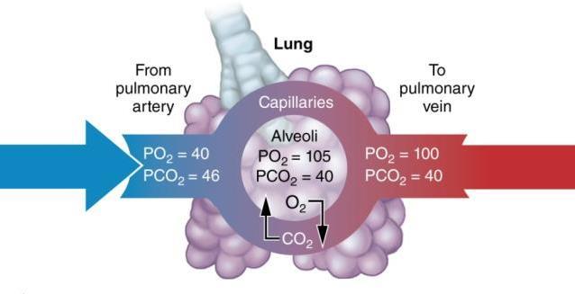 Alveolar PO 2 = 105 mmhg; Pulmonary