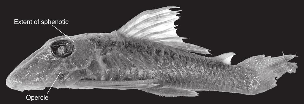 Three new species of saddled loricariid catfishes, and a review of Hemiancistrus... 119 Figure 6. Lateral view of holotype of Chaetostomus macrops, ZMUC P30142, 92.7 mm SL. Photos by P. Møller.