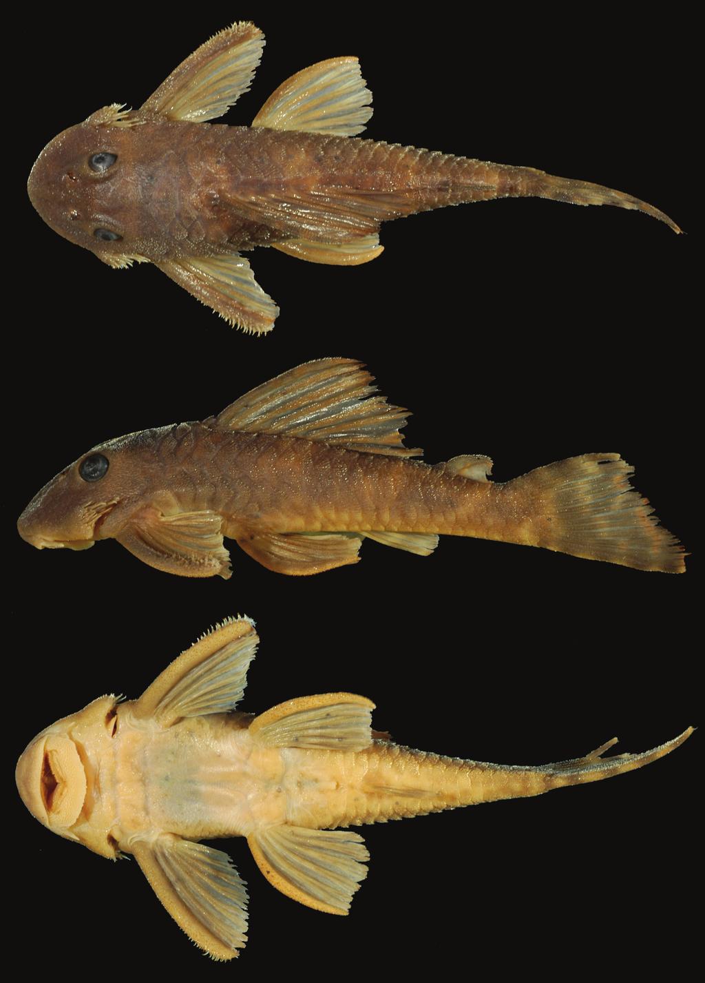 Three new species of saddled loricariid catfishes, and a review of Hemiancistrus... 103 Figure 2.