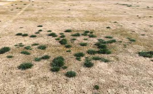 When weeds encroach on a playing surface, traction is compromised because weeds crowd out preferred turfgrass species, they do not withstand wear and tear of a field, and they do not provide stable
