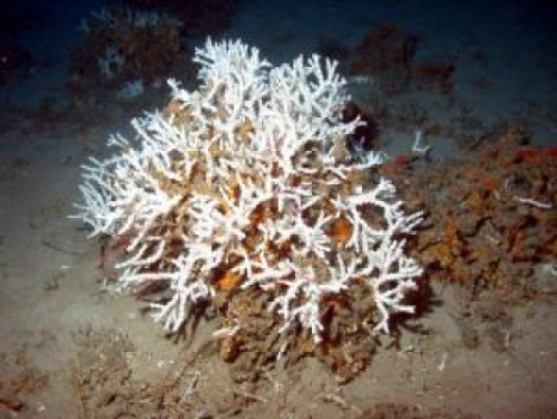 Oculina Varicosa small coral colony can hold up to over 2,000 individual