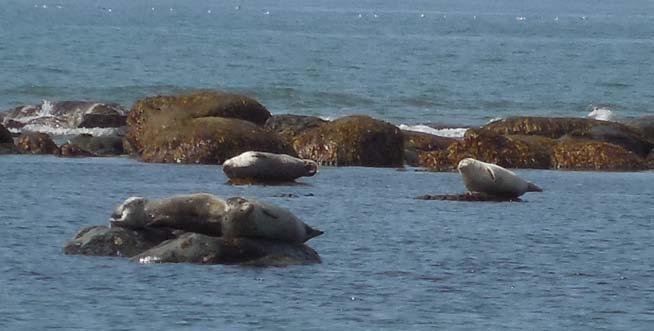 Nayirciq/February Birth Month for Ringed Seals Go hunting when the weather and ice conditions are safe to travel.