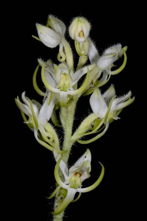 ORCHIDS IN THUMA As part of ongoing research funded by CEPF we started conducting orchid specific research from December 2017 to March 2018.