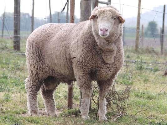 White Merino Colour White Head Middle size, wide and short, convex profile in rams Mouth Big with big lips Eyes Big and expressive Ears Short and horizontal Horns Absent in females, frequent in males.