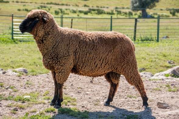 Black Merino Colour Black (Cocoa, Chocolate, Honey-Serrubeco and Gray-Jardo) Head Middle size, wide and short, convex profile in rams Mouth Big with big lips Eyes Big and expressive Ears Short and