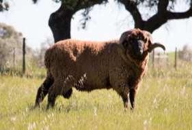 weight male 3 4,5-5,0 kg 4,5 kg Wool weight female 3 2,5-3,0 kg 2,5 kg Wool Yield