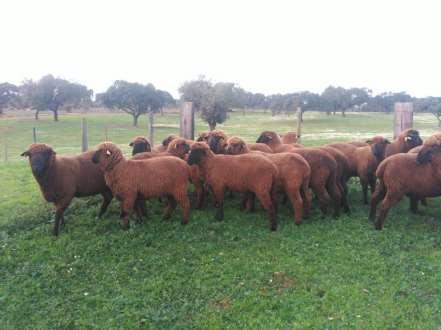ANCORME Our mission Management of the herd book Breeding Program Performance Control of