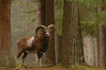 History The origin of all Merinos is the Iberian Peninsula It may derived from Ovis aris vigney (Wild sheep) in the region of the Caspian sea The old merinos were black