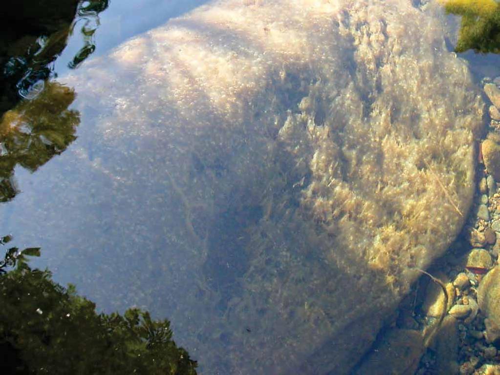 Unidentified algae found covering all the rocky bottom at shallow part of