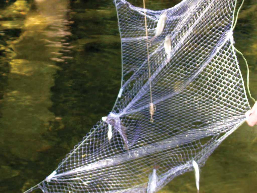 FISH SAMPLING METHODS Gill nets with different mesh size (across