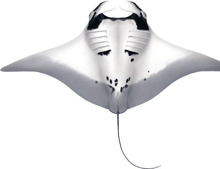 RMA Manta alfredi Reef manta ray SIMILAR SPECIES Shoulder patches less distinct, more variable, some with white nearly across dorsal surface while others are completely black; shoulder patch may fade