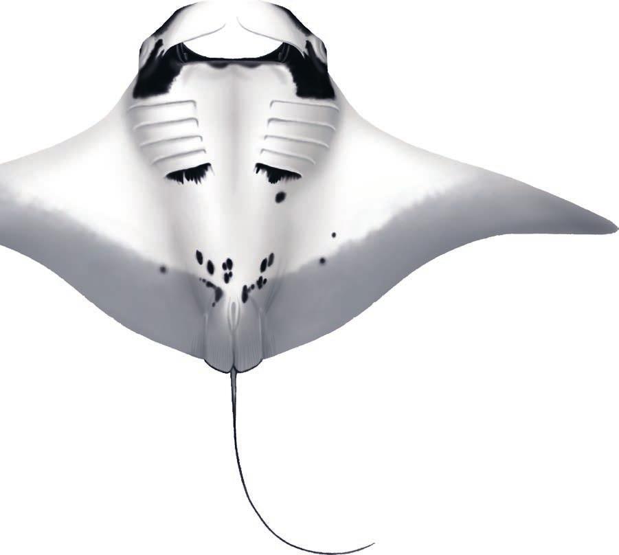 RAJIFORMES Mobulidae: Devil rays RMB Manta birostris (Walbaum 1792) Manta ray Mante géante V LL White triangular shoulder markings well defined and form a black T shape across head.