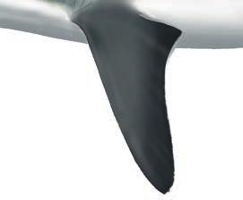22 no lateral keels First dorsal fin equidistant or closer to pectoral fins Go to 3 KEY GUIDE TO