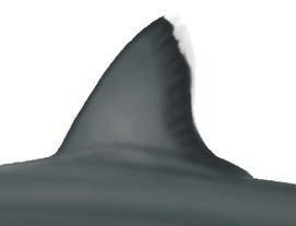 25 Lateral keels absent, or low Go to 2 2a First dorsal fin much closer to pelvic fins than pectoral
