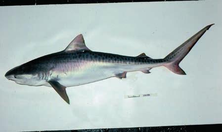 CARCHARHINIFORMES Carcharhinidae: Requiem sharks TIG Galeocerdo cuvier (Péron & Lesueur, 1822) Tiger shark Requin tigre commun NT LL Big-head, very short, blunt-snouted,