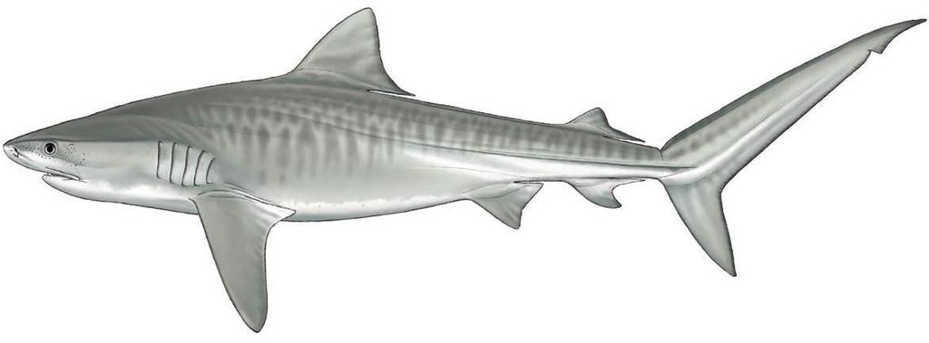 Upper labial furrows very long Dentition Description A stout bodied, big-headed, short, blunt-snouted, largemouthed shark with a rather slender body behind the pectoral fins;