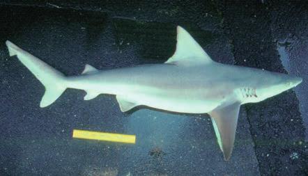 CARCHARHINIFORMES Carcharhinidae: Requiem sharks CCP Carcharhinus plumbeus (Nardo, 1827) Sandbar shark Requin gris VU LL Origin of first dorsal fin over or slightly anterior to pectoral insertions.