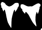 47 Upper teeth long & narrow Go to 2 First dorsal fin posterior margin convex C. carcharias, p.