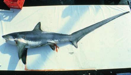 LAMNIFORMES ALOPIIDAE: Thresher sharks ALV Alopias vulpinus (Bonnaterre, 1788) Common thresher shark Renard VU LL Head without deep grooves along each side of head or above eyes.