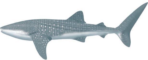 RHN Rhincodon typus Whale shark SIMILAR SPECIES A giant shark, to over 10m total length, with prominent keels along sides of body; large terminal mouth, broad, square-shaped head with very large gill
