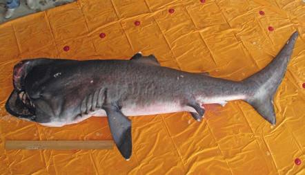 LAMNIFORMES Megachasmidae: Megamouth shark LMP Megachasma pelagios Taylor, Compagno & Struhsaker, 1983 Megamouth shark Requin grande guele DD LL Snout extremely short,