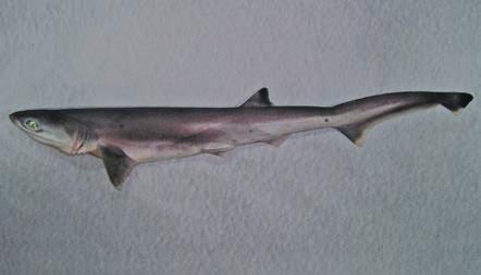 HEXANCHIFORMES Hexanchidae: Cow sharks HXT Heptranchias perlo (Bonnaterre, 1788) Sharpnose sevengill shark Requin perlon NT LL 5 prominent