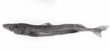 SQUALIFORMES Dalatiidae: Kitefin Sharks HYY Heteroscymnoides marleyi Fowler, 1934 First dorsal fin set far forward over pectoral fins.