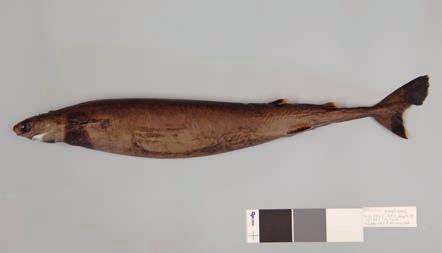 SQUALIFORMES Dalatiidae: Kitefin Sharks ISB Isistius brasiliensis (Quoy & Gaimard, 1824) Cookiecutter shark Squalelet féroce LC LL First dorsal fin set far back,