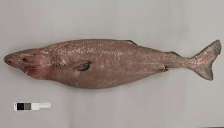 SQUALIFORMES Somniosidae: Sleeper sharks FAO Somniosus antarcticus Whitley, 1939 Southern sleeper shark Laimargue de l Antarctique DD LL Anterior margin