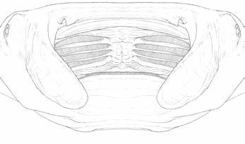 KEY GUIDE TO RAYS 13 a Head elevated above disc; eyes and spiracles well above level of pectoral fins (disc) Dasyatidae, p.