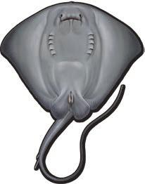 PLS Pteroplatytrygon violacea Pelagic stingray SIMILAR SPECIES A stingray with a broadly rounded anterior disc margin, no horns, a ventral mouth and an angular disc with a tail nearly twice the