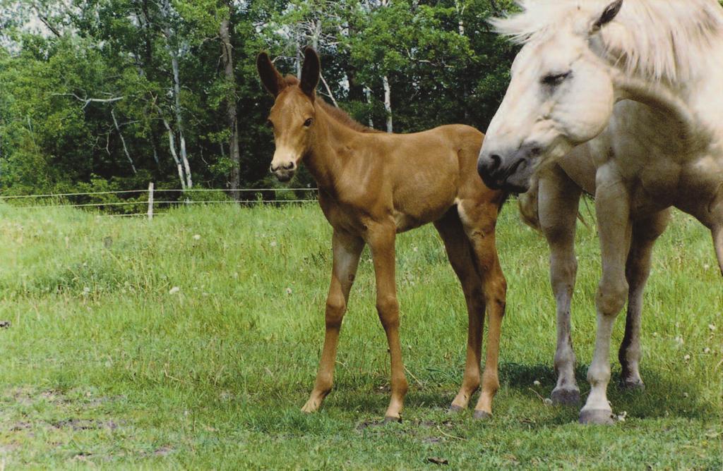 DEALIN G WITH NEONATAL ISOERYTHROLYSIS IN MULE FOALS By Heather Smith Thomas Incompatibility between blood type in sire and dam can create a lethal situation for the newborn foal.