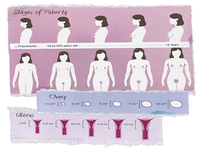 Slika 1: Telesne spremembe pri dekletih (Kurkowski, 2012) 2.1.2 Puberteta in adolescenca pri fantih V nobenem drugem življenjskem obdobju se človek ne spremeni tako korenito kot v puberteti.
