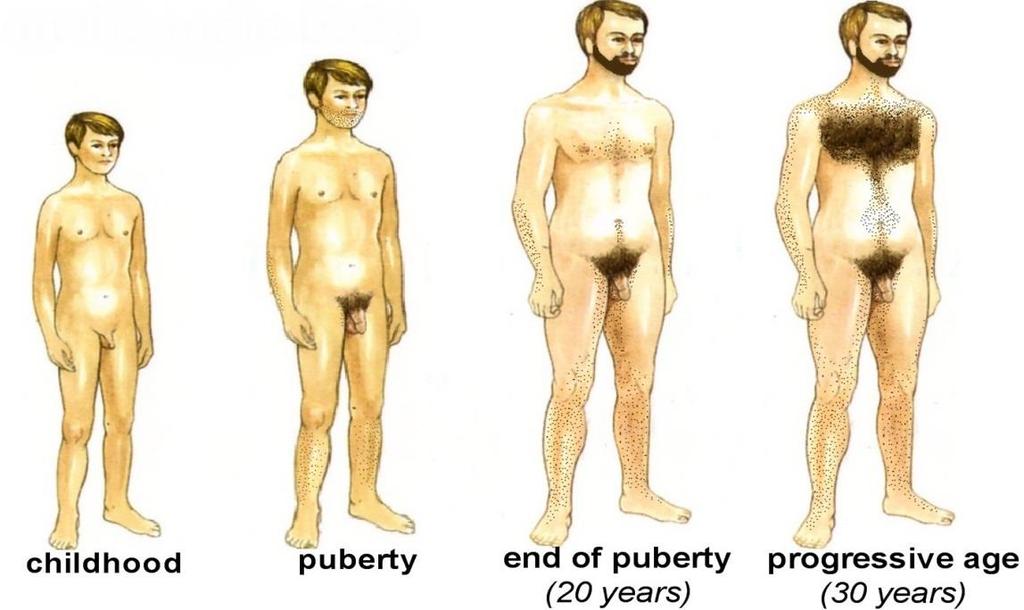 Slika 2: Telesne spremembe pri fantih (Wikipedia, 2014) 2.2 Spolnost in spolna vzgoja Spolnost je vse kar je povezano z doživljanjem samega sebe kot spolnega bitja.