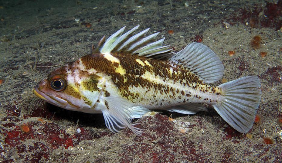 Do rockfish play a role in First Nations cultural heritage?