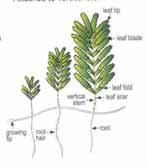 Leaves cylindrical Syringodium isoetifolium Leaf tip pointed Leaves contain air cavities Inflorescence a cyme Leaves oval to oblong obvious vertical stem with more than 2 leaves leaves with